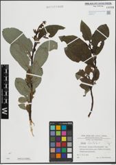 Foto von Salix hastata L.